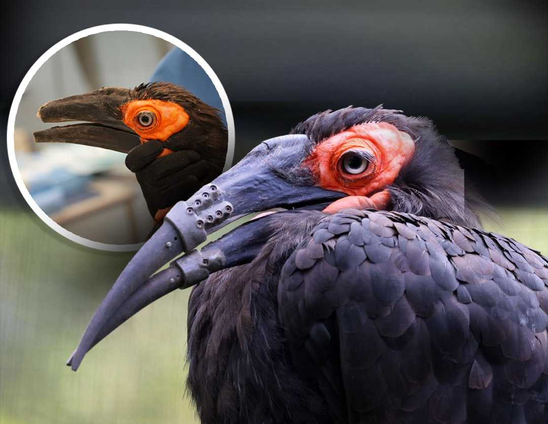 Hornbill receives 3D-printed beak, marking historic first — New Berlin Community news