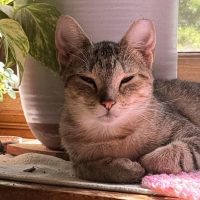 Milwaukee Record Cat Of The Week: Princess — New Berlin Business news
